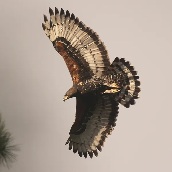 African Crowned Eagle