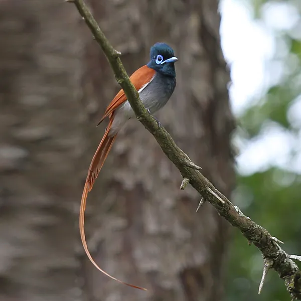 African Paradise Flycatcher