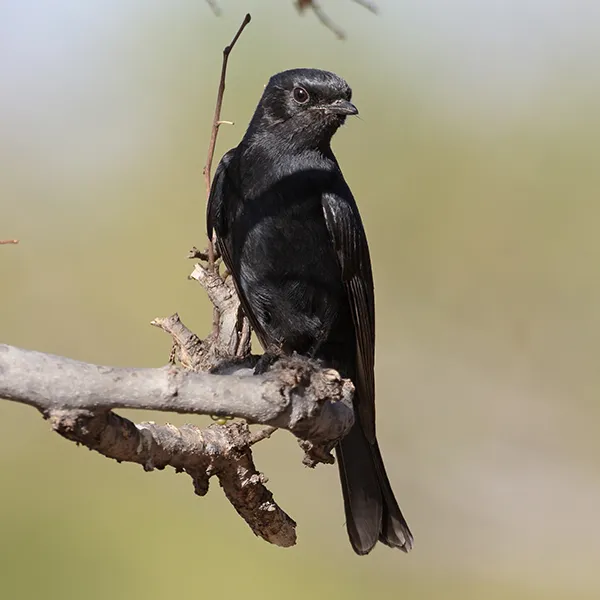 Black Flycatcher