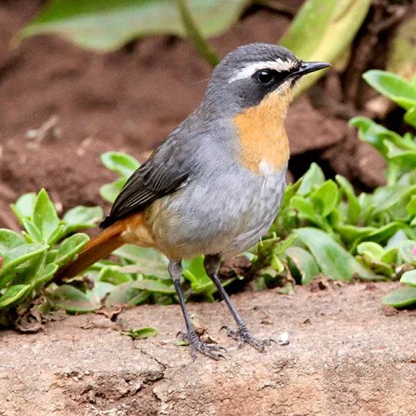 Cape Robin