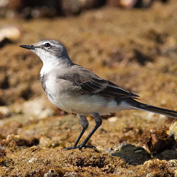 Cape Wagtail