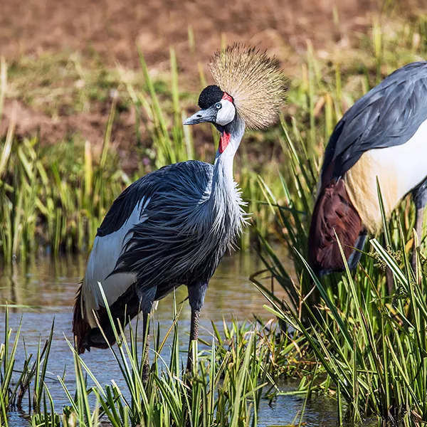 Grey Crowned Crane