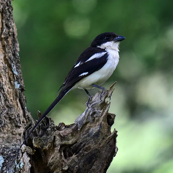Fiscal Shrike