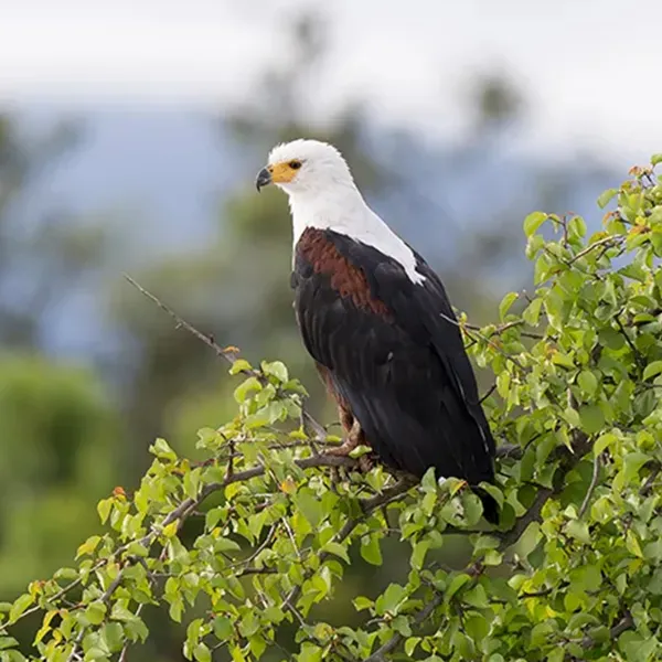 African Fish Eagle