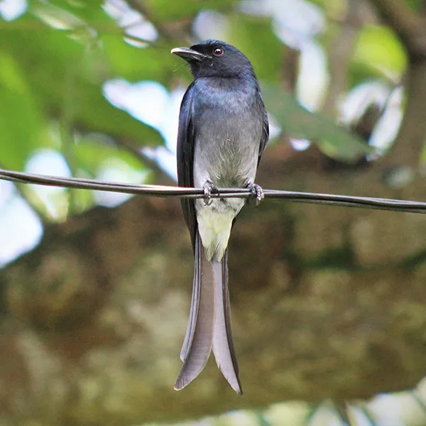 Fork-tailed Drongo