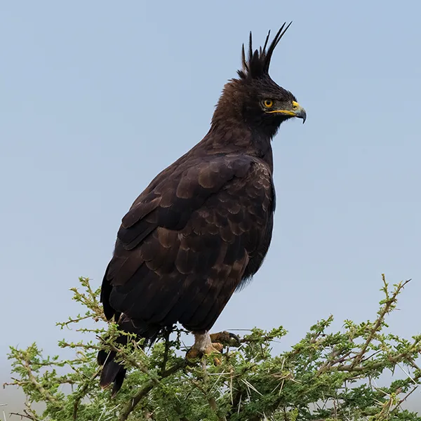 Long-crested Eagle