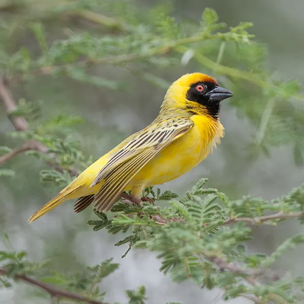 Masked Weaver