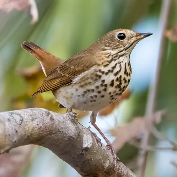 Olive Thrush