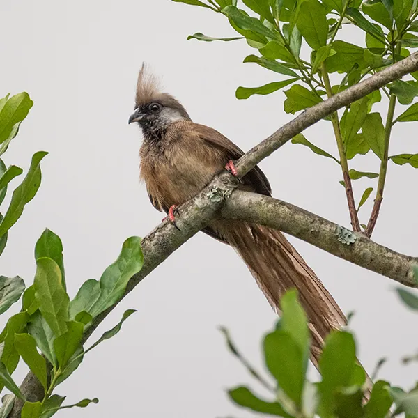 Speckled Mousebird