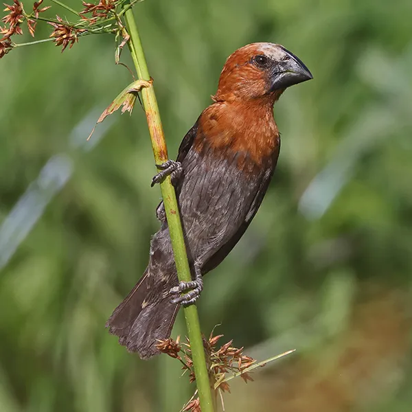 Thick-billed Weaver