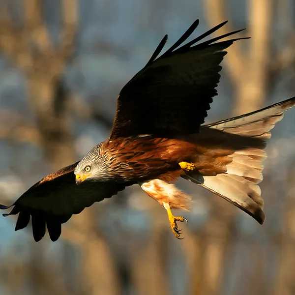 Yellow-billed Kite