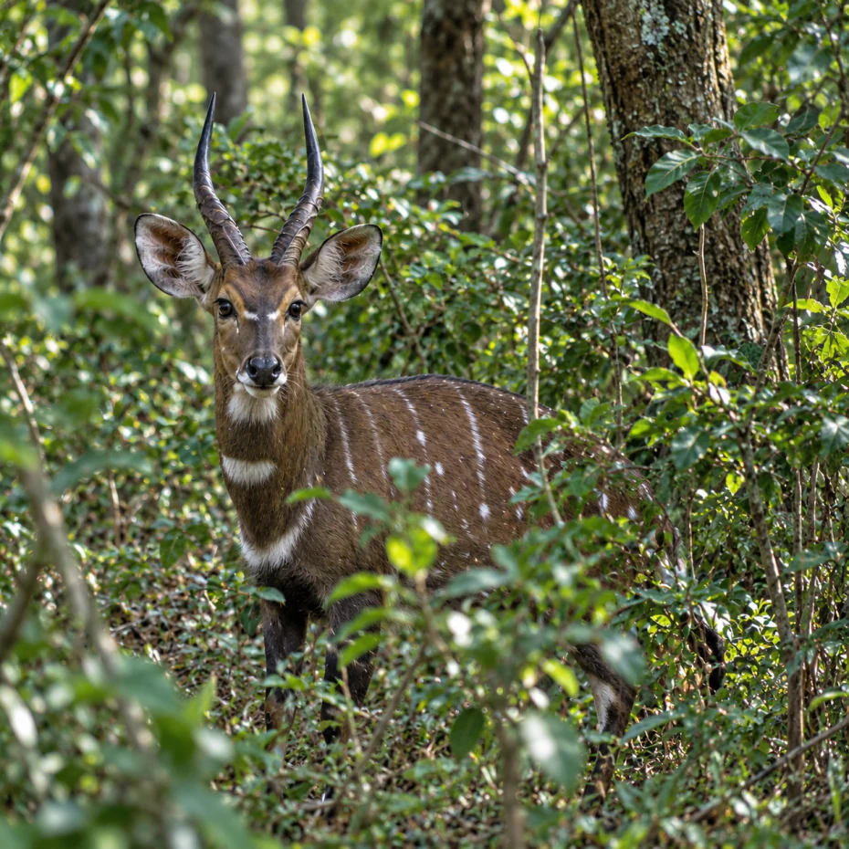 A Bushbuck ram standing among the undergrowth of the estate forest