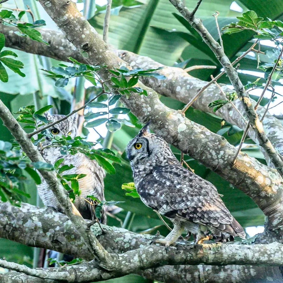 A pair of Spotted Eagle-Owls perched on a branch in the estate forest