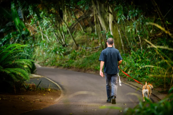A resident walking his dog along a forest road