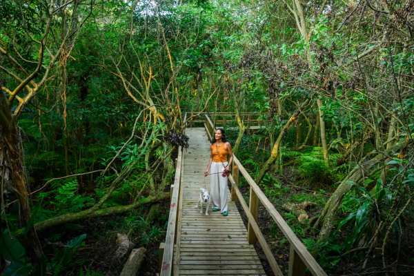 The timber bridge on the forest trail