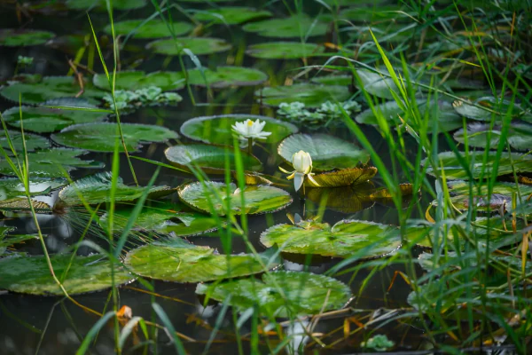 Water lilies on one of the estate's dams