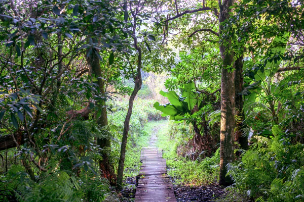 The timber boardwalk winding into the indigenous forest