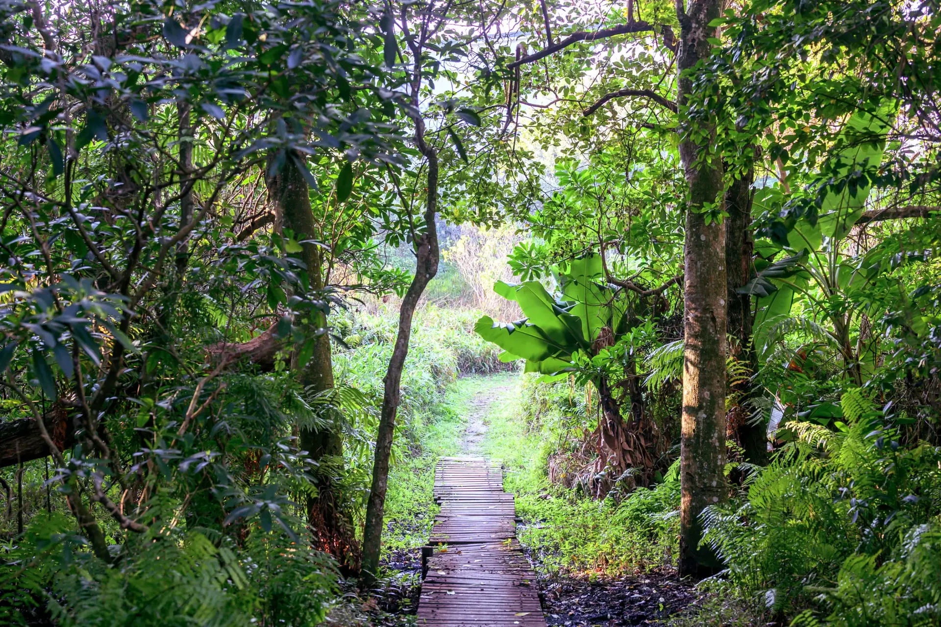 A timber boardwalk running away into the indigenous coastal forest