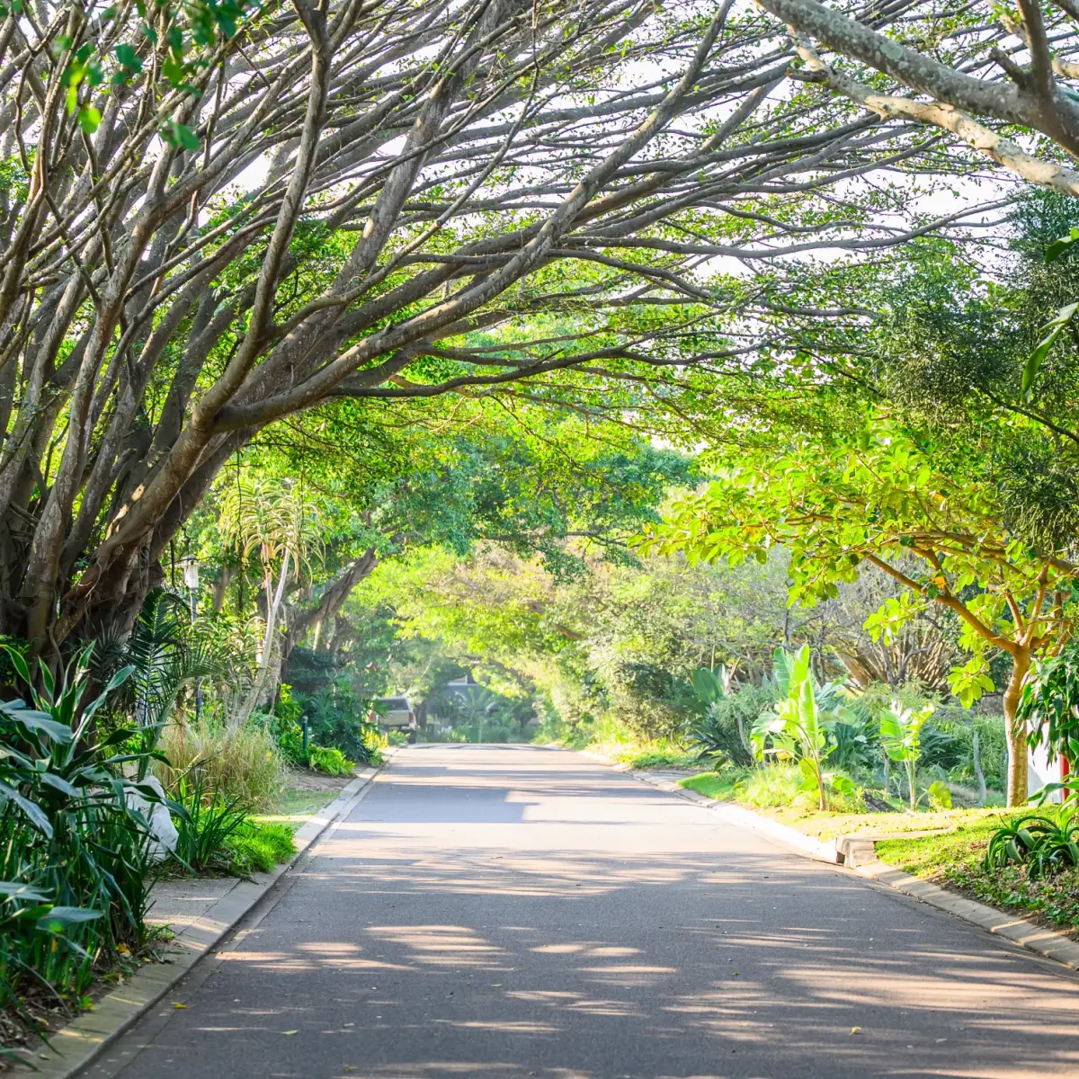 An avenue of established trees arching over a road inside Dunkirk Estate